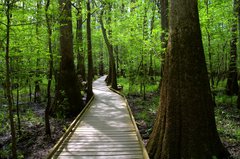 Congaree National Park photo