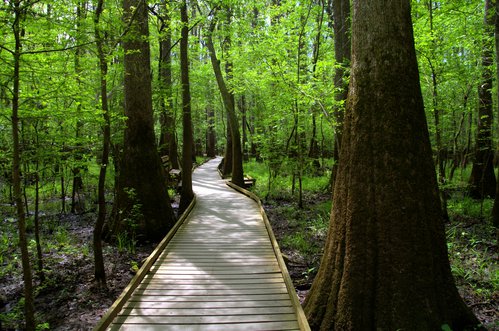 Congaree National Park photo